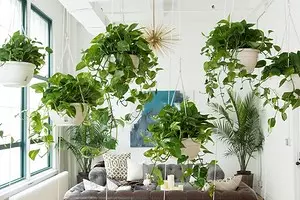 7 plantes arrissades que podeu créixer fàcilment a l'apartament 6583_1