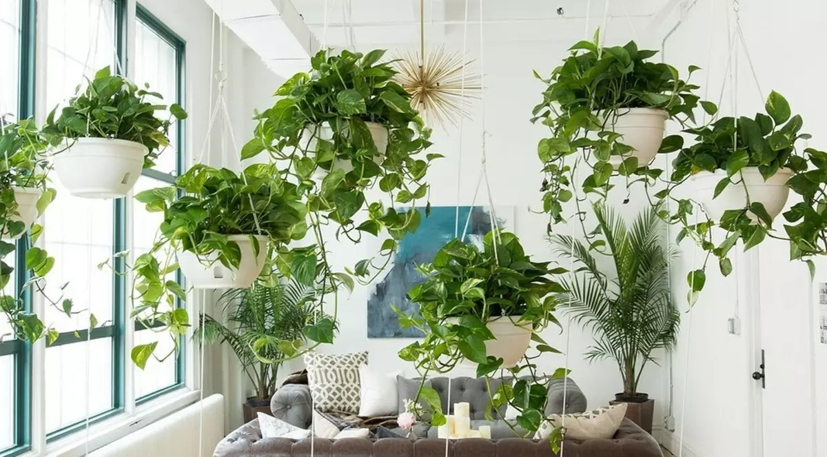7 plantas rizadas que puedes crecer fácilmente en el apartamento.