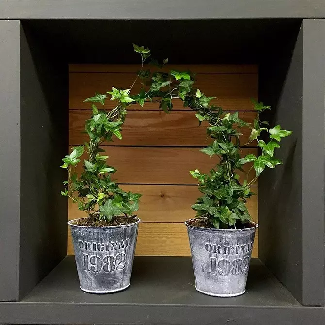 7 tumbuhan kerinting yang anda boleh dengan mudah berkembang di apartmen 6583_20