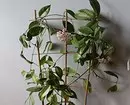 7 lockiga växter som du enkelt kan växa i lägenheten 6583_29