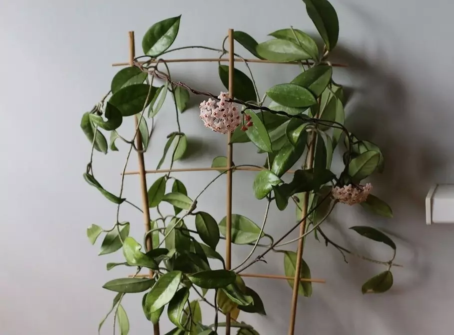 7 kodrastih rastlin, ki jih lahko enostavno raste v apartmaju 6583_31