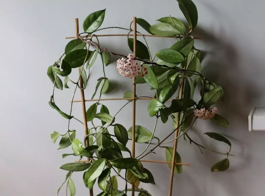 7 plantes arrissades que podeu créixer fàcilment a l'apartament 6583_31