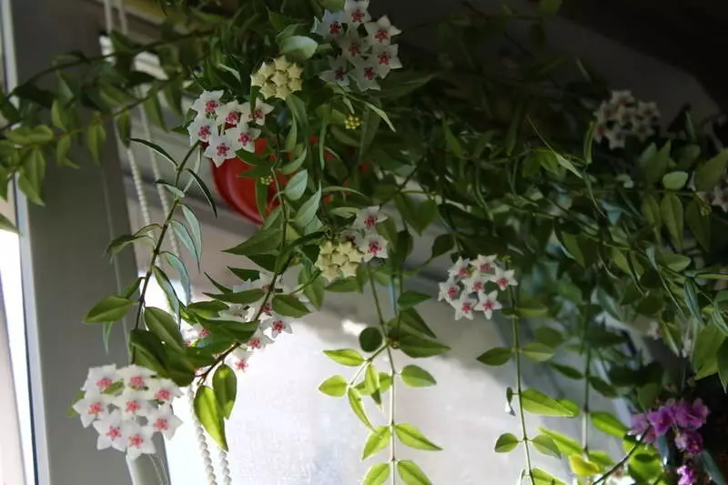 7 lokkis taimi, mida saate korteris kergesti kasvada 6583_32