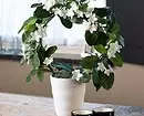 7 curly plants that you can easily grow in the apartment 6583_35