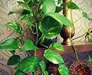 7 curly plants that you can easily grow in the apartment 6583_4