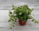 7 Curly растенија кои лесно можете да растат во станот 6583_41