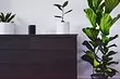 Choose a houseplant online: 6 important points you need to know
