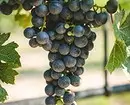 Como facer un encanto para as uvas coas súas propias mans: instrucións detalladas 6588_19