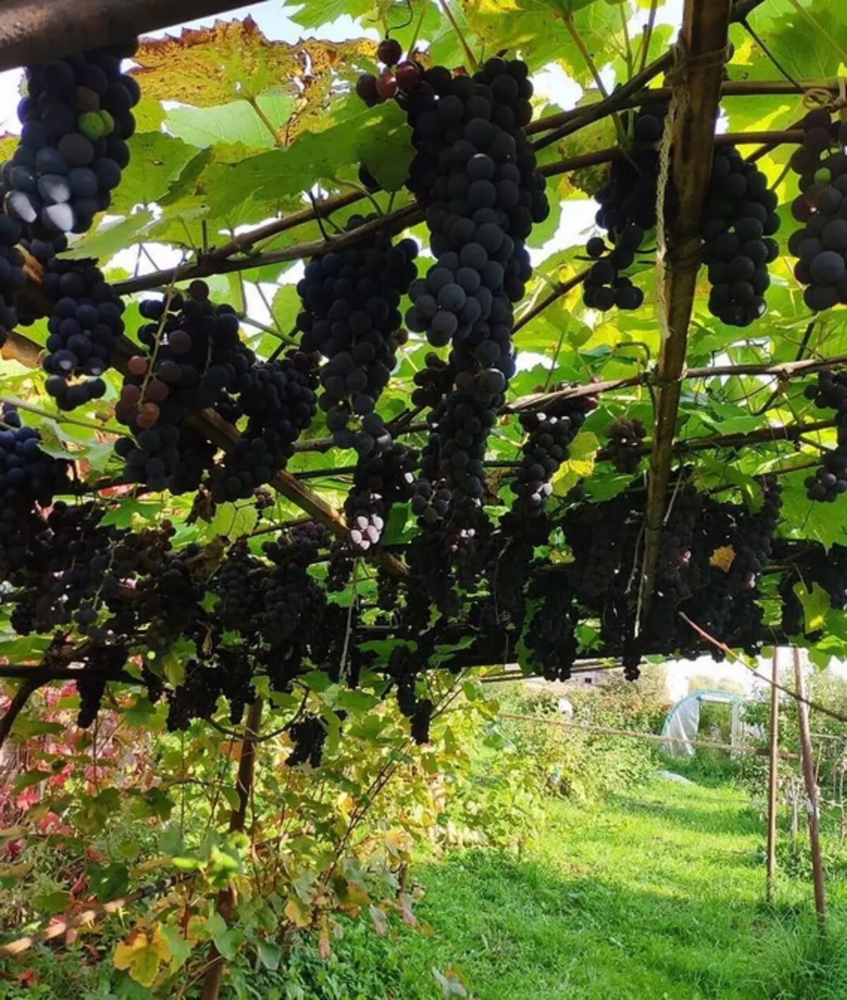 Comment faire un charme pour les raisins avec vos propres mains: instructions détaillées 6588_22