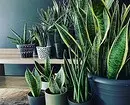 8 houseplants lan tips perawatan 6774_45