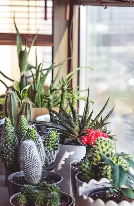 Dibujamos un jardín de invierno en el apartamento en 3 pasos. 6837_14