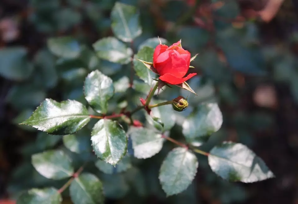 Rose sauniuniga mo le taumalulu: uma taua taua 7010_4