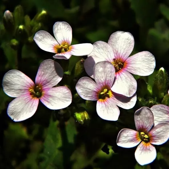 10 дачних рослин, які цвітуть до самих заморозків 7193_17
