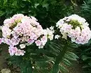 10 dacha plants that bloom to the most frosts 7193_44