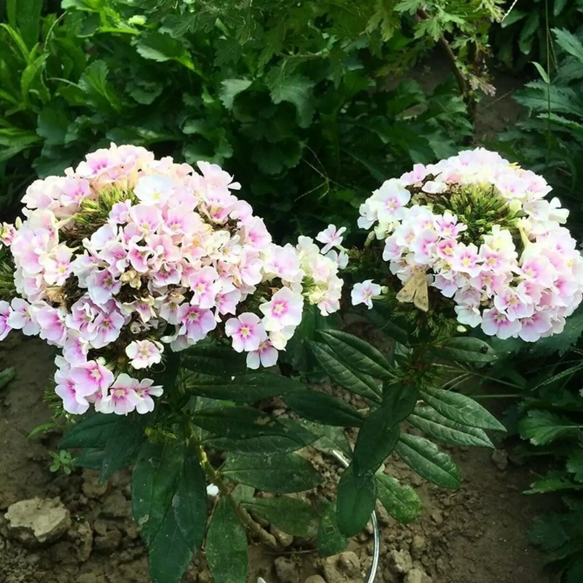 10 plante dacha care înfloresc la cele mai înghețate 7193_47