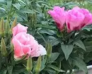 10 plante dacha care înfloresc la cele mai înghețate 7193_60