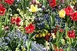 在地面春天植物植物的花朵：10種合適物種