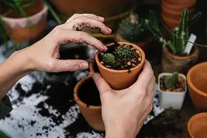 Com trasplantar les plantes: instrucció en 4 passos 7309_1