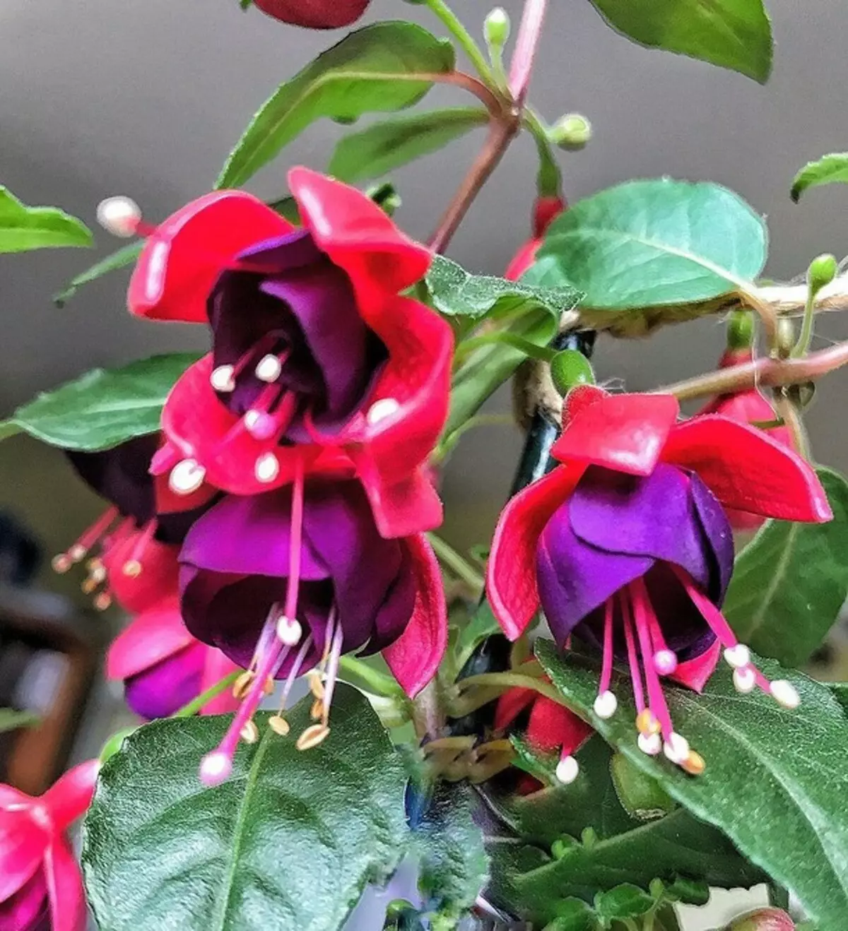 7 hermosas plantas que se pueden colocar en el pasillo (y decorarlo) 7310_35