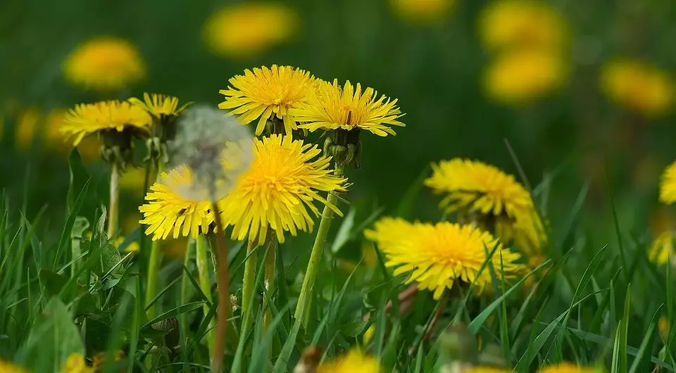 როგორ გაუმკლავდეთ dandelions ბაღში ნაკვეთი: 7 ეფექტური გზები 7456_12