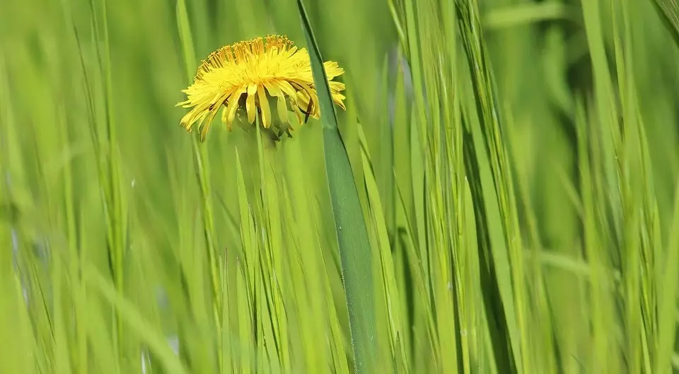 როგორ გაუმკლავდეთ dandelions ბაღში ნაკვეთი: 7 ეფექტური გზები 7456_13