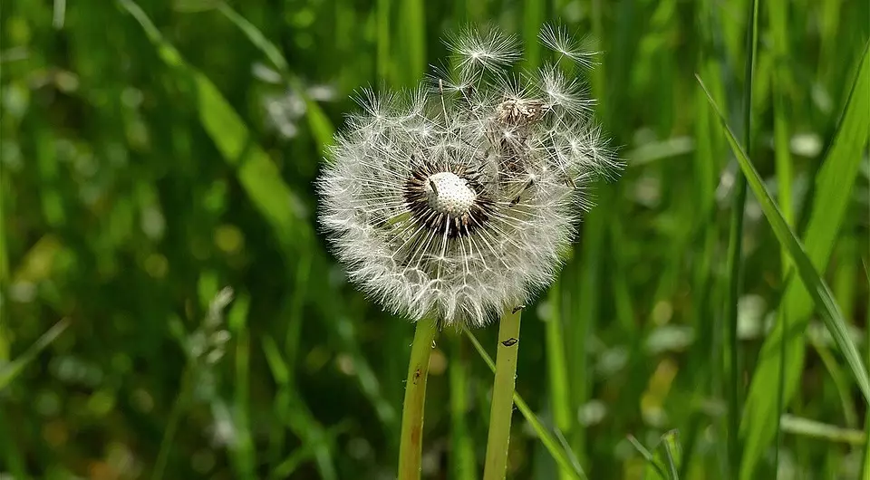 Meriv çawa bi dandelions di plana baxçê de mijûl dibe: 7 awayên bandor 7456_14