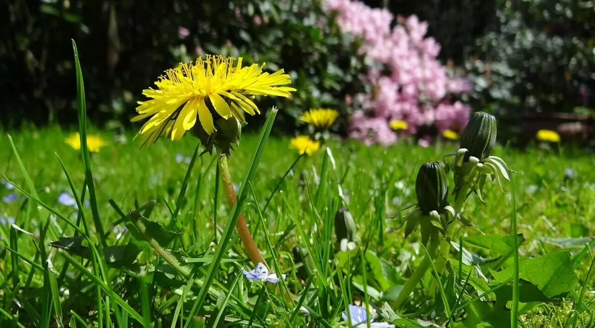 Yadda za a magance Dandelions a cikin Shiryar Gaki: Hanyoyi masu inganci