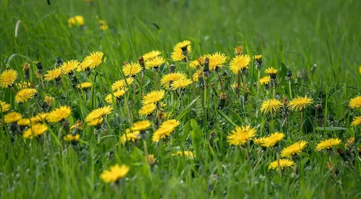 Yadda za a magance Dandelions a cikin Shiryar Gaki: Hanyoyi masu inganci 7456_3