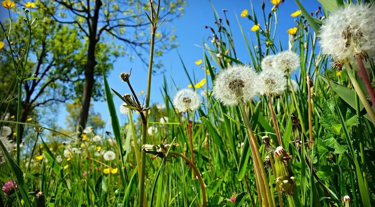 როგორ გაუმკლავდეთ dandelions ბაღში ნაკვეთი: 7 ეფექტური გზები 7456_9