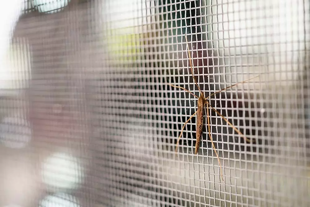 Bir Sivrisinek Net Nasıl Seçilir: Genel Bakış ve Faydalı İpuçları 7465_12