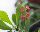 6 tanaman yang ideal untuk balkon 7467_14