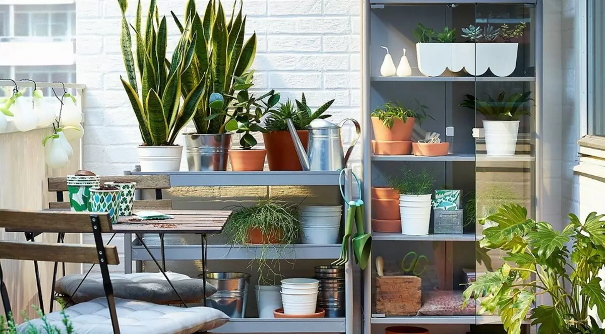 6 Идеални растенија за балкон