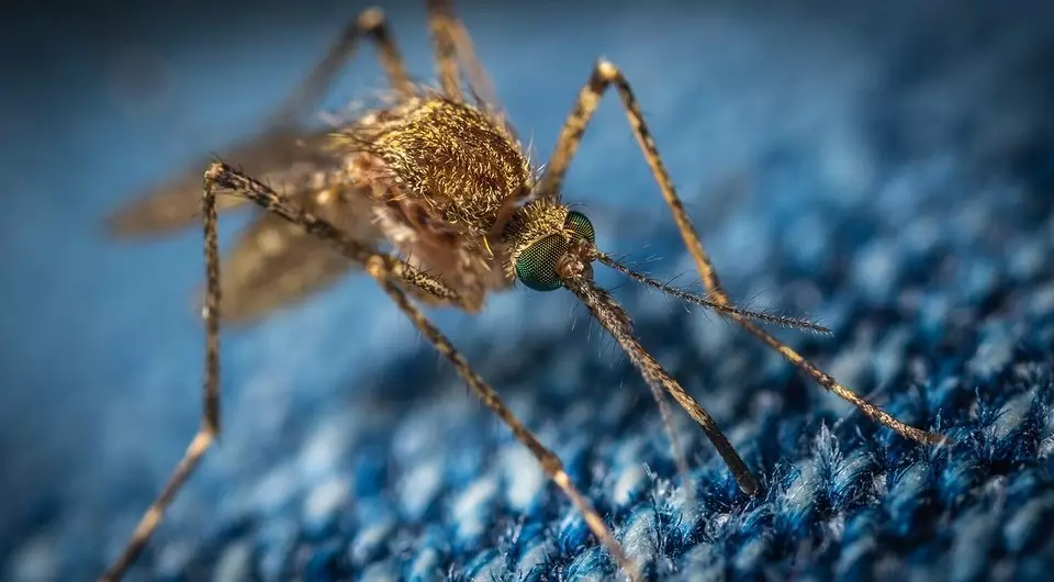 Как да се справим с комарите в страната на страната: 6 ефективни начина 7558_8