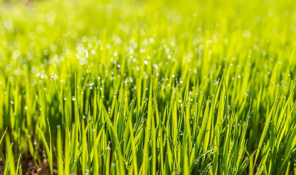วิธีการวางหญ้าบนสนามหญ้าที่กำลังเติบโตแล้ว 7560_3