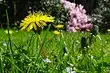 Bagaimana untuk menangani dandelions di plot taman: 7 cara yang berkesan