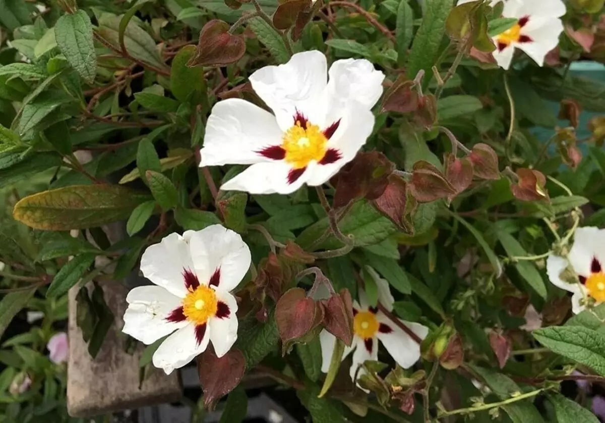 12 Vinter-hardy flerårige busker blomstrer hele sommeren 7683_13