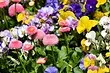 8 krásných rostlin pro zahradu kvetoucí celou zemi sezónu
