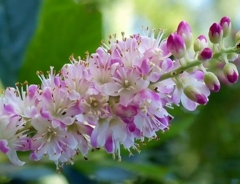 12 vinter-hardy flerårige buske blomstrer hele sommeren 7683_15