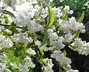12 Winter-Hardy Perennial-struiken die de hele zomer bloeien 7683_30