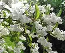 12 শীতকালে-কঠোর পরিশ্রমী shrubs সব গ্রীষ্মের blooming 7683_30