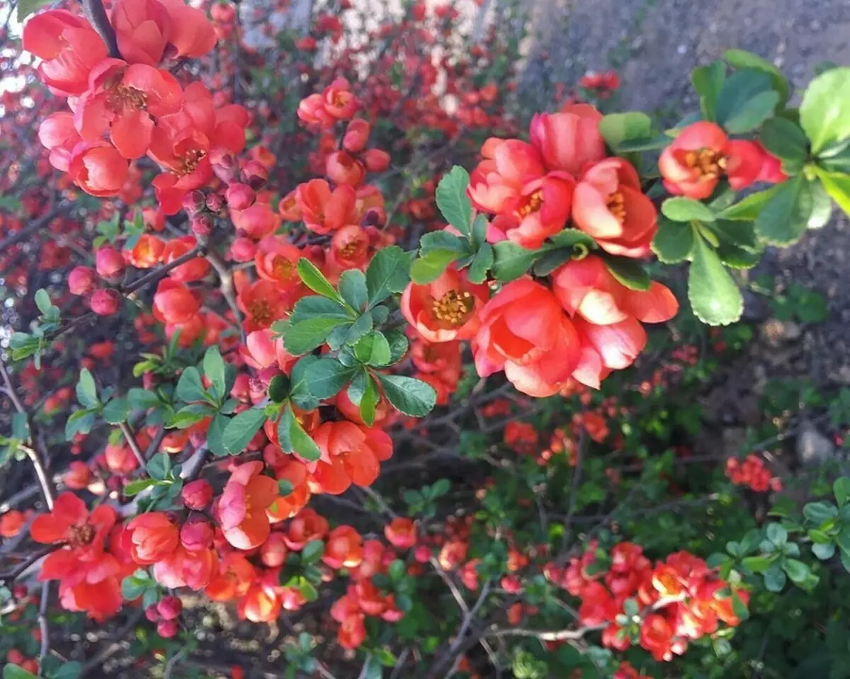 12 winter-hardy perennial shrubs blooming all summer 7683_31