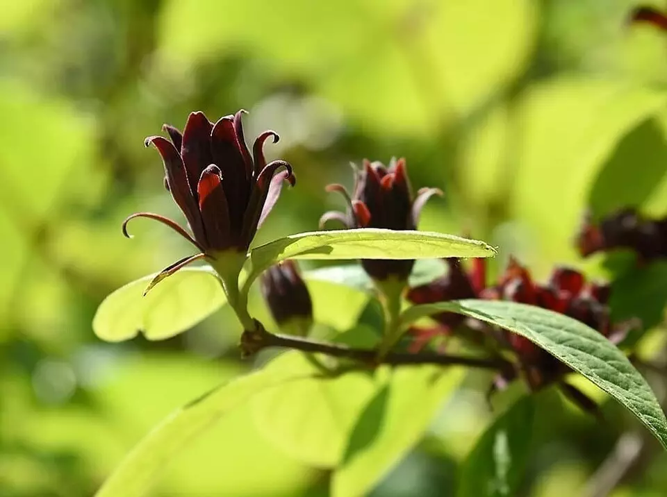 12 শীতকালে-কঠোর পরিশ্রমী shrubs সব গ্রীষ্মের blooming 7683_7