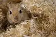 Kepiye cara nyingkirake tikus ing jaman apartemen lan selawase