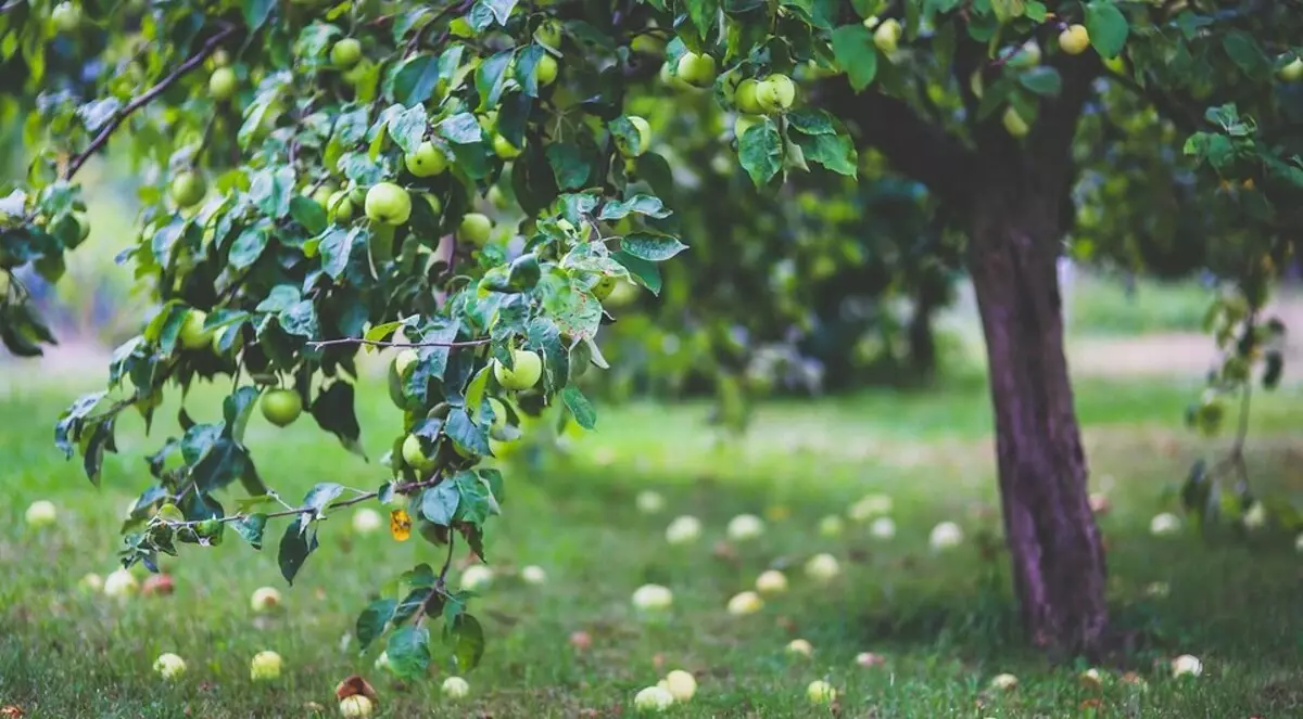 6 дървета за даване, които ще се вписват добре и да растат без вашето участие