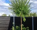 6 bomen om te geven, die goed passen en groeien zonder uw deelname 7710_27