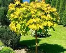 6 puud andmiseks, mis sobib hästi ja kasvavad ilma teie osalemiseta 7710_36