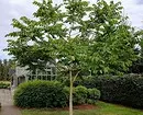 6 עצים לתת, אשר יתאים היטב לגדול ללא השתתפותך 7710_47