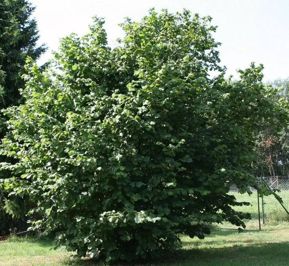 6 עצים לתת, אשר יתאים היטב לגדול ללא השתתפותך 7710_51