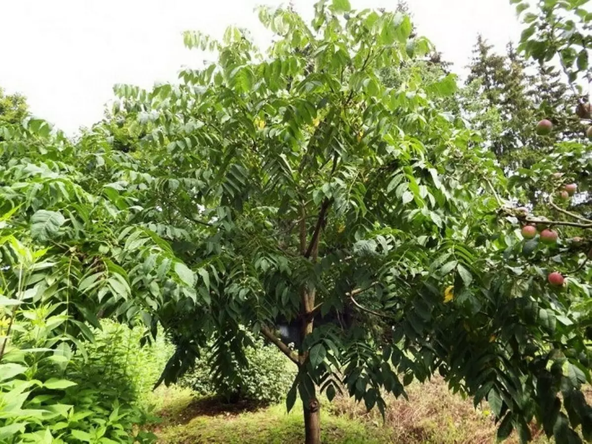 6 עצים לתת, אשר יתאים היטב לגדול ללא השתתפותך 7710_52