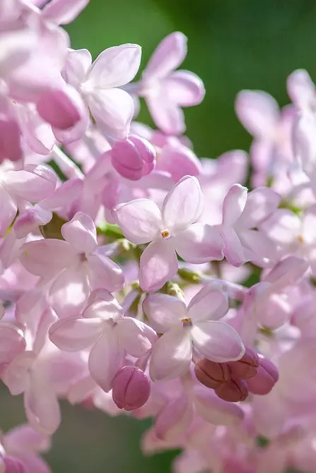 10 belaj landaj arbustoj, kiuj floras per rozkoloraj floroj 7770_12